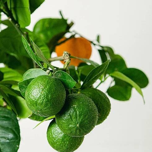 Citrus Arcobal Orange picture 2