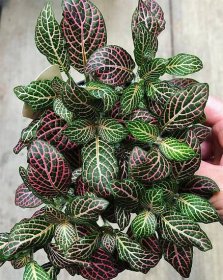 Nerve Plant Variegated Houseplants That Will Add A Touch Of Soul To Your Home