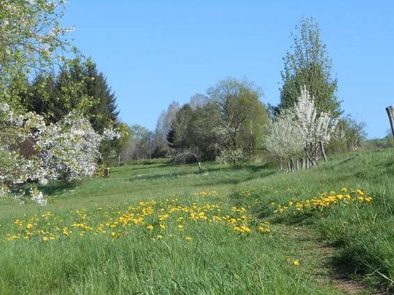 Wabenhonig direkt aus der Natur kaufen im Onlineshop