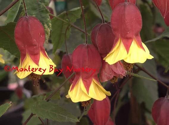 Monterey Bay Nursery plants - A
