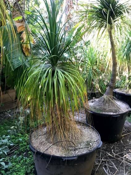 Beaucarnea recurvata, Nolina recurvata — Pony Tail Palm — @ Sea Crest Nursery