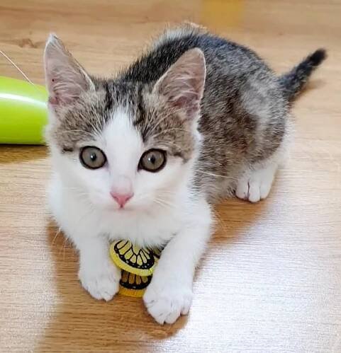 Kitty | Mikeš HB z.s.
