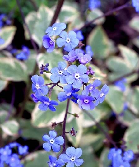 woodland plants Brunnera macrophylla Hadspen Cream