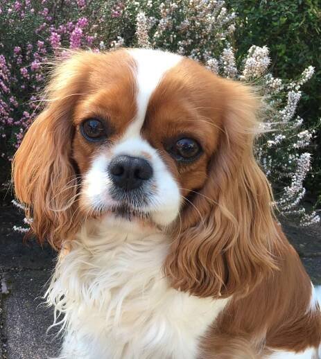 Cavalier-King-Charles-Spaniel
