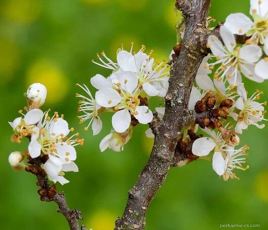 Trnka obecná - Prunus spinosa