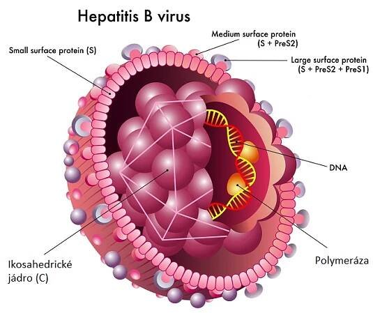 Virová hepatitida – virový zánět jater – příznaky, příčiny a léčba