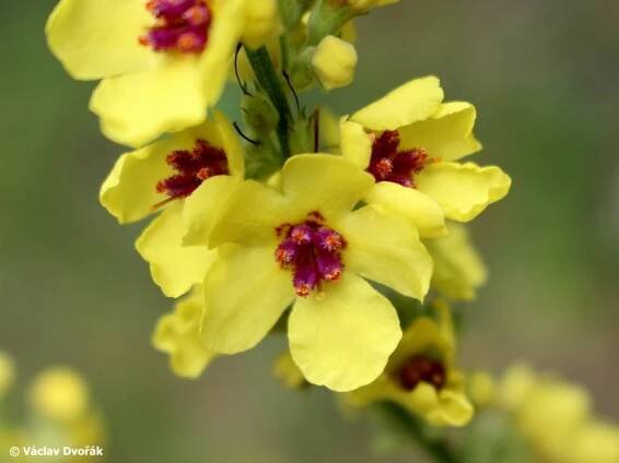 Verbascum chaixii subsp. austriacum - divizna jižní rakouská | Scrophulariaceae - krtičníkovité | Natura Bohemica