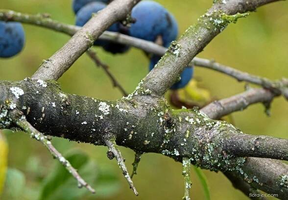 Trnka obecná - Prunus spinosa