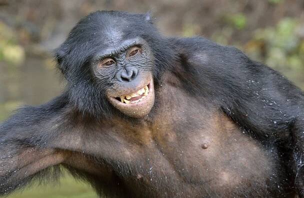 Laughter lifts bonobo moods, offering clues to human emotion