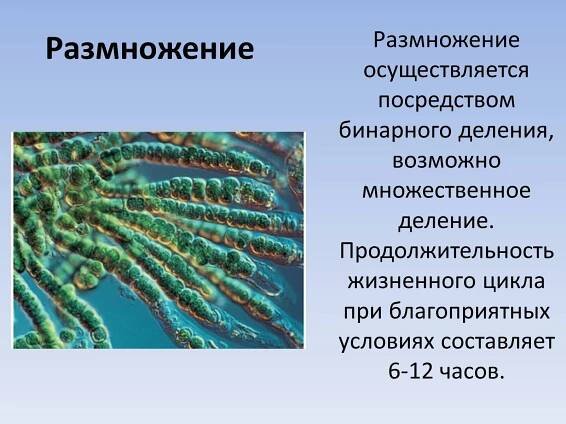 Особенности водорослей - красивые картинки и обои на рабочий стол