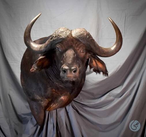 Buvol kaferský (African buffalo)