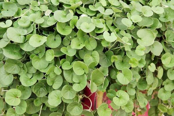 Dichondra Emerald Falls