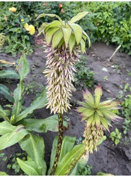 Eucomis bicolor - chocholatice