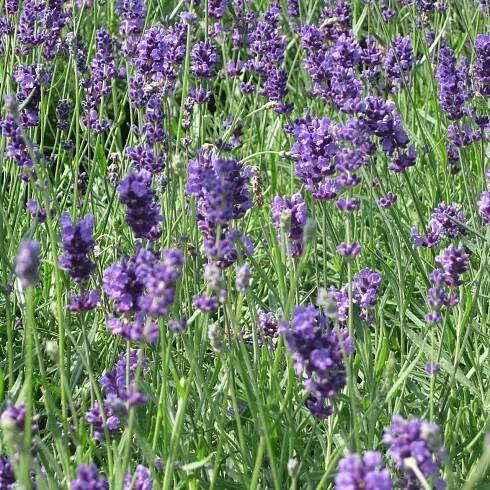 Lavandula angustifolia 'Munstead' (Lavender 'Munstead') Herb Plant