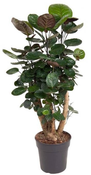 Stínovka (Polyscias scutellaria) "Fabian", výška 145-155 cm, pr. kv. cca 31 cm nakoupit u OBI