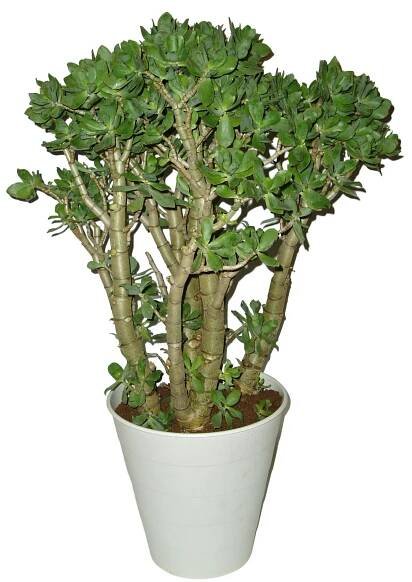 Crassula velký stromokeř tlustice Hobit