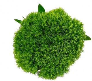 Bund Bartnelke grün - Dianthus barbatus 'Green Trick' - Stiellänge ca ...