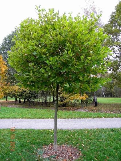 Platanus_acerifolia_ALPHENS_GLOBE_1