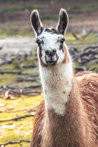Bezplatný obrázek: Lama (Lama glama) zvíře, detail hlavy