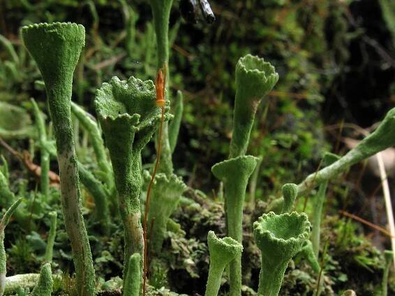 Cladonia fimbriata - dutohlávka třásnitá - myko.cz