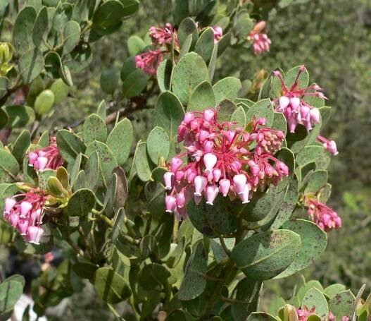 Arctostaphylos pringlei