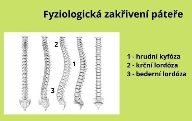 Scheuermannova choroba | Pohybová Therapie | Therapie | Daflex System ONLINE