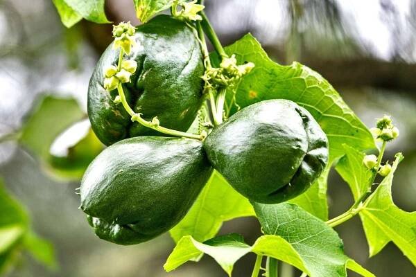 Chayote, the pear-like fruit veggie vine that climbs all over the fence