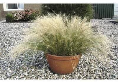 Kavyl péřovitý FloraSelf Stipa tenuissima 10-50 cm květináč 3 l