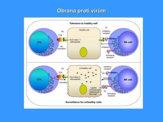 PPT - Obrana proti extracelulárním patogenům PowerPoint Presentation - ID:3933119