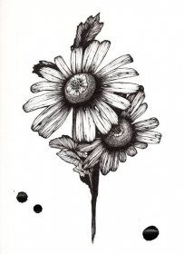 Pen And Ink Flower Drawings