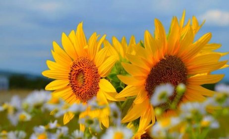 Tapeta na monitor | Léto | příroda, léto, pole, slunečnice, květiny