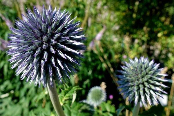 ECHINOPS - BĚLOTRN MODRÝ