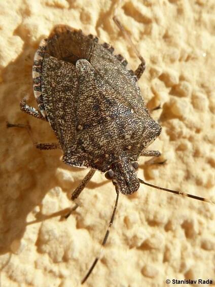 Halyomorpha halys - kněžice mramorovaná | Pentatomidae - kněžicovití | Natura Bohemica