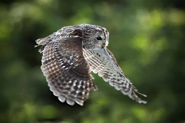Puštík obecný (Strix aluco) • Česká společnost ornitologická