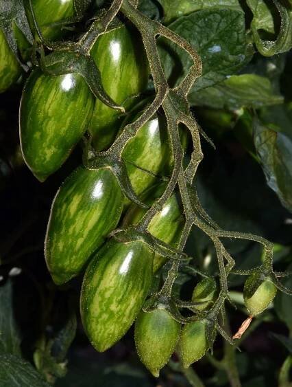 Obrázek - Solanum lycopersicum 'Green Tiger' (lilek rajče) | BioLib.cz