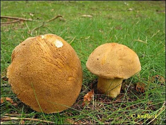 Hřib strakoš (Boletus variegatus) - Atlas hub - naHoubach.cz