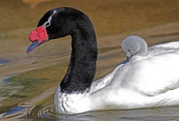 Cygnus melancoryphus Black-necked swan with cygnets on back, Fort Worth Zoo-1545 