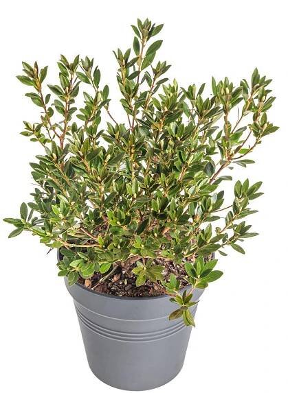 Rhododendron, Pěnišník drobnokvětý Bloombux, růžový skladem | ZAZUMi.cz