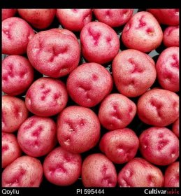 Tubers of the Bolivian heirloom potato (Solanum tuberosum) variety 'Qoyllu'