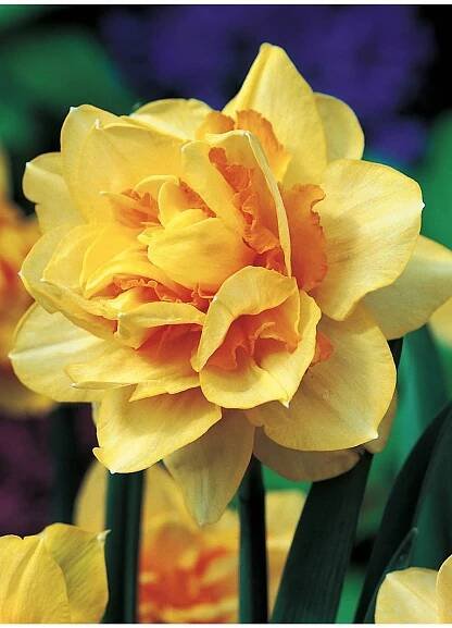 Narcis TEXAS - narcissus - Lukon Glads s.r.o.