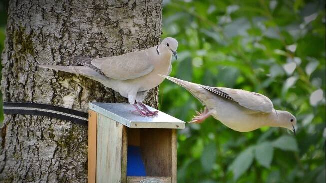 Contact Pigeon Perch