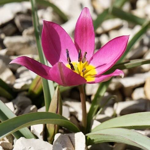 Tulipán Eastern Star pulchella – Tulipa – cibulky