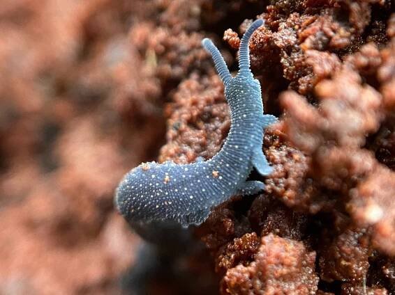 Invertebrate Behaviour, Ecology and Conservation Lab