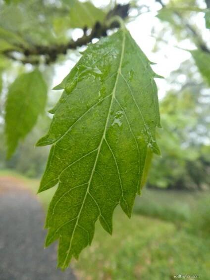 Jasan ztepilý Diversifolia - list (Fraxinus excelsior)