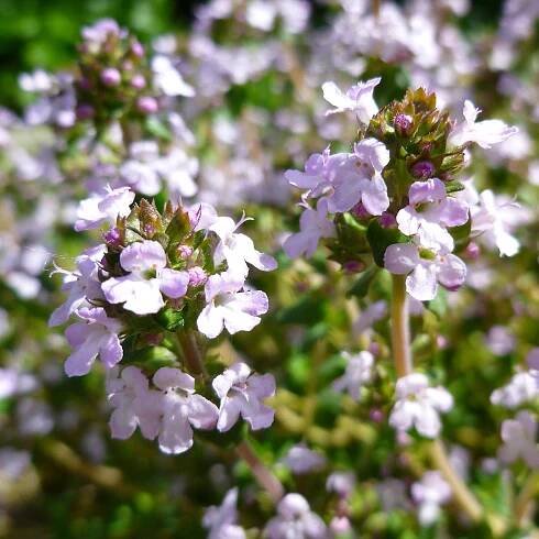 Tymián obecný - Thymus vulgaris - semena - 300 ks