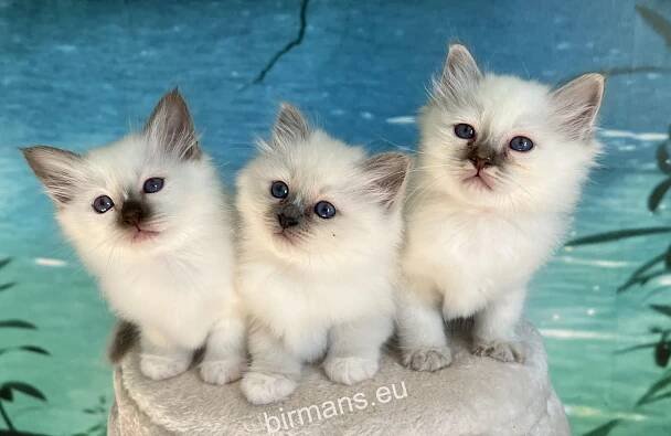 Kittens-old - Birman