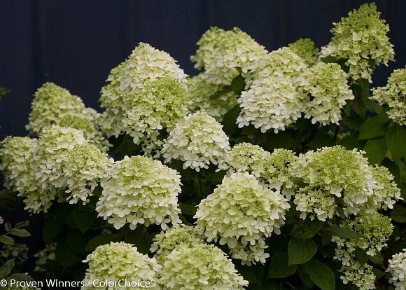 Little Lime® - Panicle Hydrangea - Hydrangea paniculata Images | Proven Winners