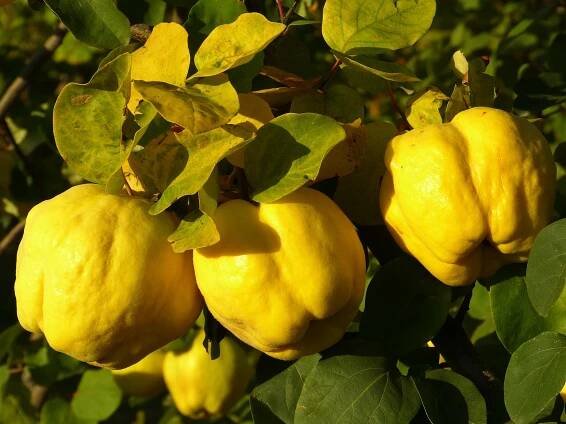 Kdouloň a její využití: Dřevina našich babiček nám nabízí příjemně aromatické plody k výrobě proslulého želé