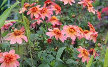 Plant single-flowered dahlias in pots this spring (pollinators love them)