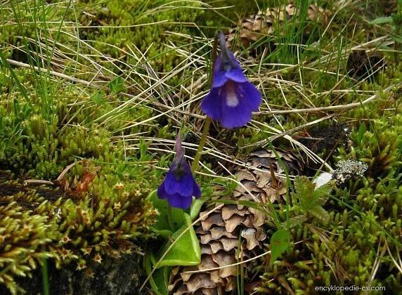 Tučnice balkánská (Pinguicula balcanica)